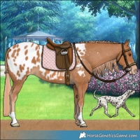 Horse Color:Chestnut Appaloosa