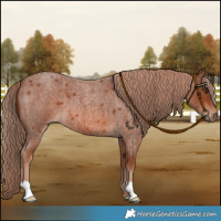 Horse Color:Red Roan 