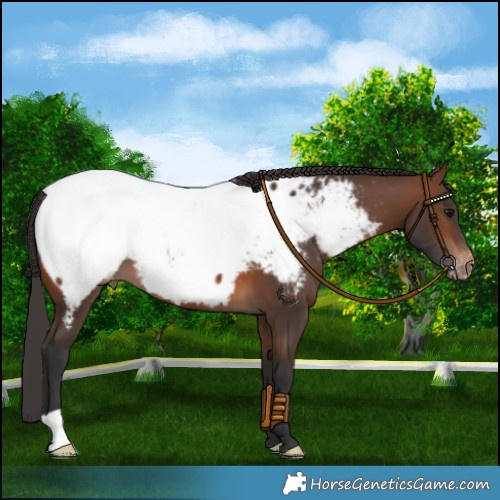 Horse Color:Brown Near Fewspot 