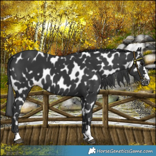Horse Color:Black Appaloosa 