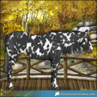 Horse Color:Black Near Leopard 