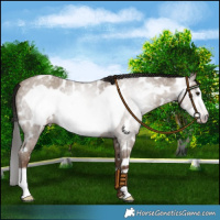 Horse Color:Gray Classic Champagne Roan Frame Leopard 