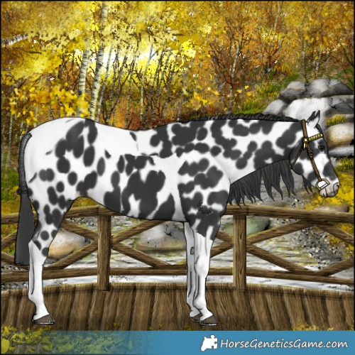 Horse Color:Black Tobiano Appaloosa 