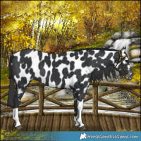 Horse Color:Black Tobiano Near Leopard 