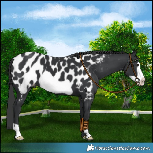 Horse Color:Black Frame Near Leopard 