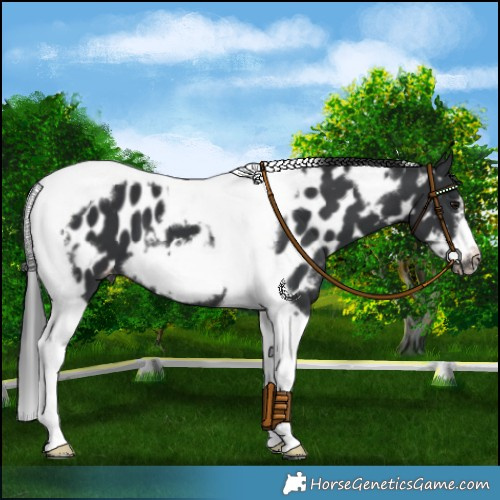 Horse Color:Black Tobiano Frame Near Leopard 