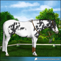 Horse Color:Black Tobiano Frame Near Leopard