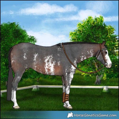 Horse Color:Brown Sabino 