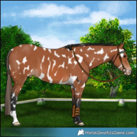 Horse Color:Bay Near Leopard 
