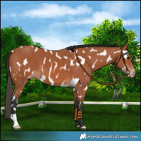 Horse Color:Bay Appaloosa 