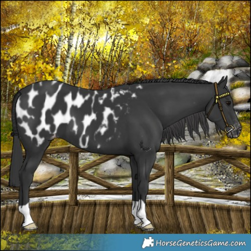 Horse Color:Black Appaloosa 