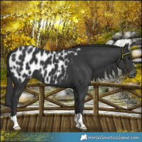 Horse Color:Black Blanket 