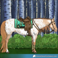Horse Color:Red Dun Appaloosa 