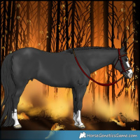 Horse Color:Black 