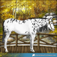 Horse Color:Black Splash Frame Near Leopard