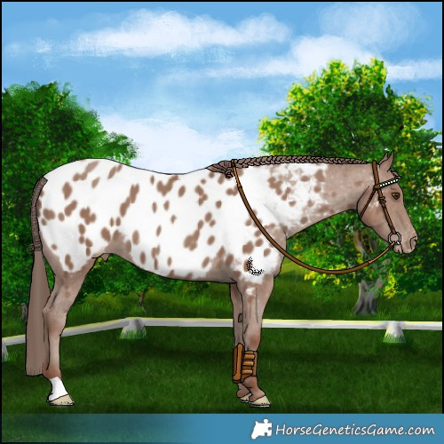 Horse Color:Classic Champagne Near Leopard 