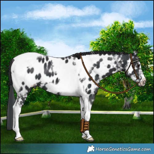 Horse Color:Black Tobiano Frame Near Leopard 