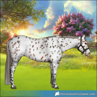 Horse Color:Bay Appaloosa 