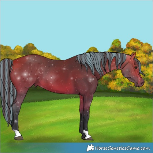 Horse Color:Painted Bay 