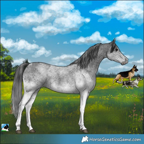 Horse Color:White Spotted Blue Roan 