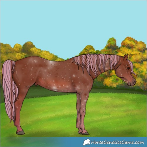 Horse Color:Painted Chestnut Rabicano 
