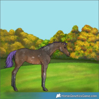 Horse Color:Painted Bay 