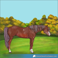 Horse Color:Painted Chestnut