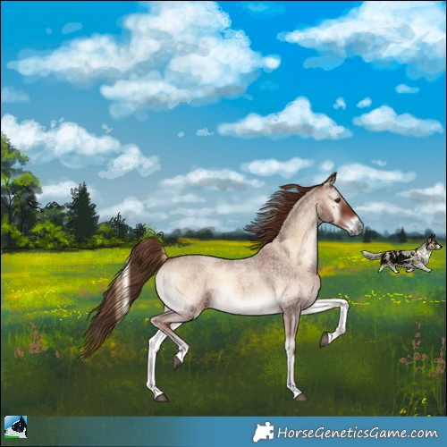 Horse Color:Red Onyx Roan 