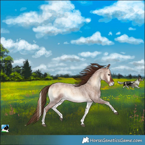 Horse Color:Red Onyx Roan 