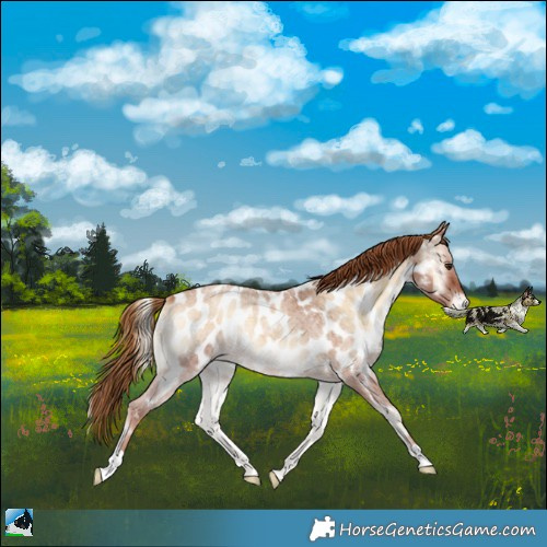 Horse Color:Red Onyx Roan Near Leopard 