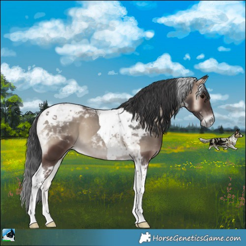 Horse Color:Blue Onyx Tobiano 