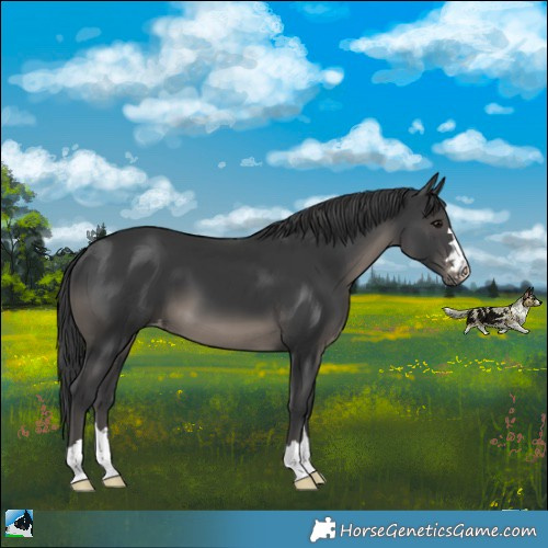 Horse Color:Black Appaloosa 
