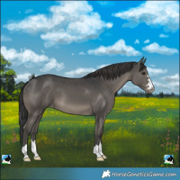Horse Color:Black Varnish
