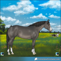Horse Color:Black Appaloosa 