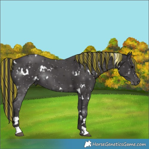 Horse Color:Painted White Spotted Smoky Black 