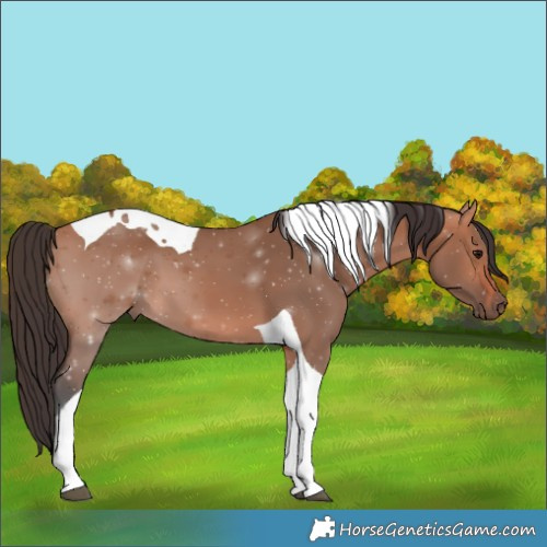 Horse Color:Bay Dun Tobiano 