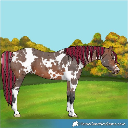 Horse Color:Painted White Spotted Bay 