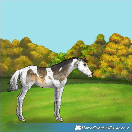 Horse Color:Buckskin Splash Tobiano 