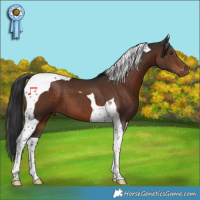 Horse Color:Liver Chestnut Tobiano