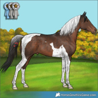 Horse Color:Liver Chestnut Tobiano 