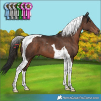 Horse Color:Liver Chestnut Tobiano
