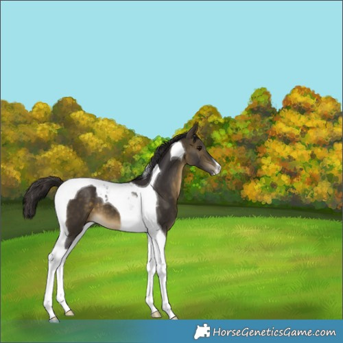 Horse Color:Buckskin Tobiano 
