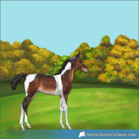 Horse Color:Brown Tobiano Rabicano