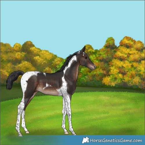 Horse Color:Bay Tobiano 
