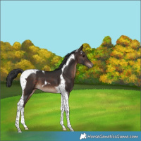 Horse Color:Bay Tobiano 