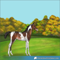 Horse Color:Brown Tobiano Rabicano