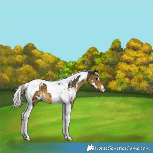 Horse Color:White Spotted Silver Buckskin Tobiano 