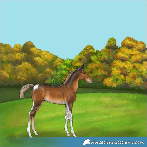 Horse Color:Chocolate Palomino Tobiano Appaloosa Rabicano