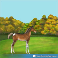 Horse Color:Chocolate Palomino Tobiano Appaloosa Rabicano