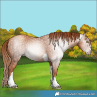 Horse Color:Gray Gold Champagne Tobiano 